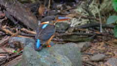 Alcedo peninsulae