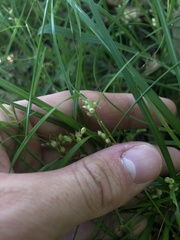 Carex bulbostylis