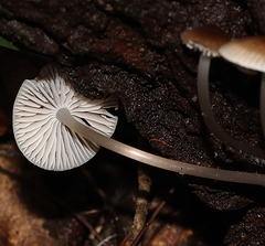 Mycena carmeliana