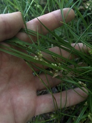 Carex bulbostylis