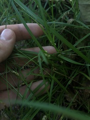 Carex bulbostylis