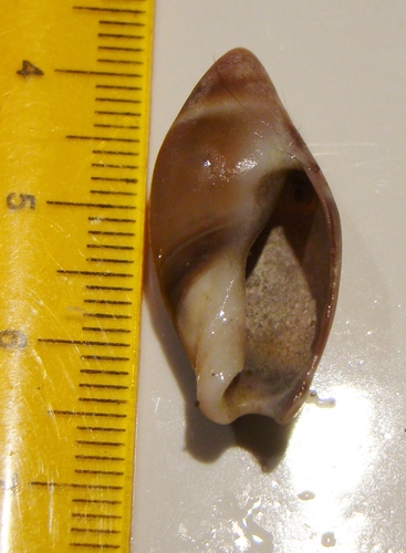 Amalda australis