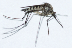 Aedes provocans