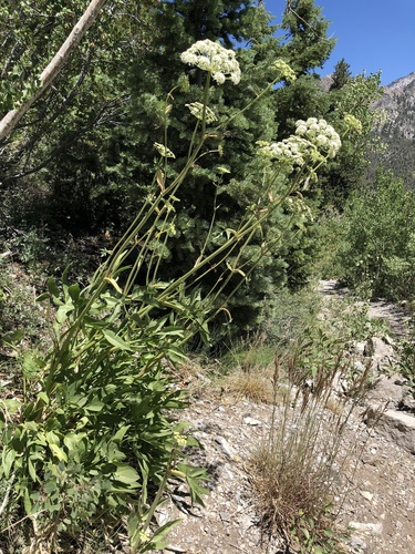 Charleston Mountain angelica (Angelica scabrida)