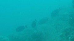 Acanthurus auranticavus