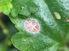 Akanthomyces lecanii