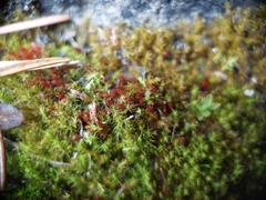 Ptychostomum pallens