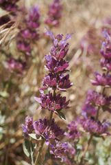 Salvia pachyphylla