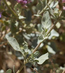 Salvia pachyphylla