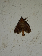 Radara nealcesalis