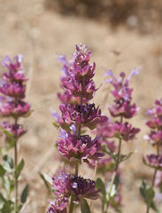 Salvia pachyphylla