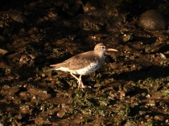 Actitis macularius