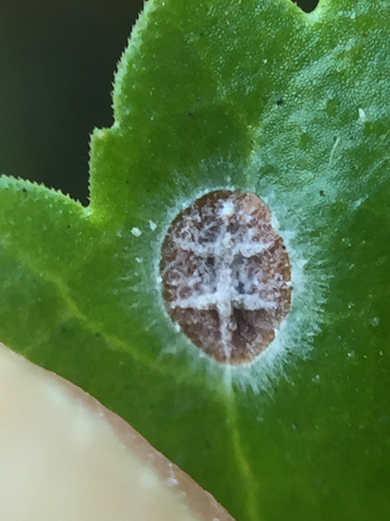 Akanthomyces lecanii