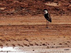 Vanellus spinosus