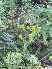 Solidago nitida