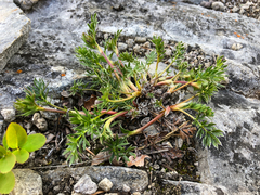 Potentilla ovina