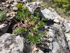 Potentilla ovina