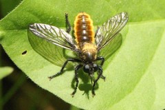 Laphria sericea