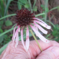 Echinacea sanguinea