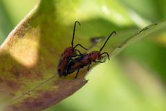 Tetraopes melanurus