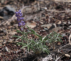 Lupinus argenteus palmeri