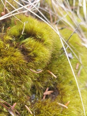 Flexitrichum gracile