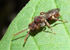 Nomada cuneata