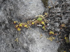 Sedum litoreum