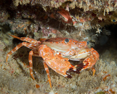 Goniosupradens hawaiensis