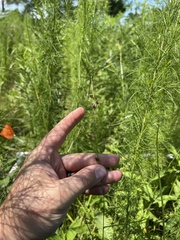 Rhynchospora globularis pinetorum