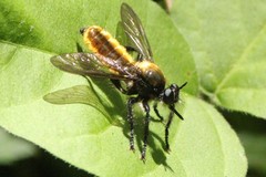 Laphria sericea