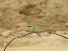 Merops orientalis orientalis