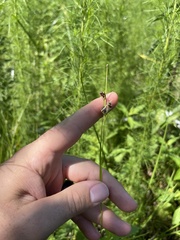 Rhynchospora globularis pinetorum