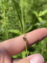 Rhynchospora globularis pinetorum