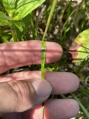 Rhynchospora globularis pinetorum