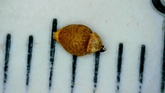 Rhynchospora globularis pinetorum