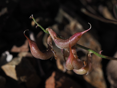 Astragalus inyoensis