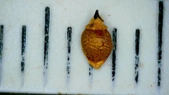 Rhynchospora globularis pinetorum