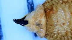 Rhynchospora globularis pinetorum