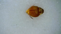 Rhynchospora globularis pinetorum