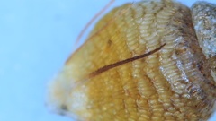 Rhynchospora globularis pinetorum