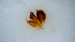 Rhynchospora globularis pinetorum