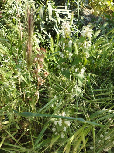 Image of Lamium moschatum by (c) Yves Bas, some rights reserved (CC BY)