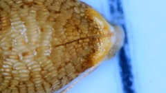 Rhynchospora globularis pinetorum