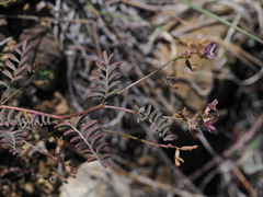 Astragalus inyoensis