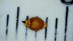 Rhynchospora globularis pinetorum