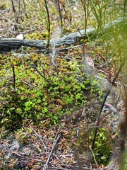 Pleurophascum occidentale