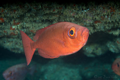 Priacanthus meeki