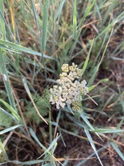 Achillea nobilis