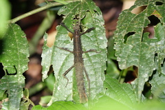Creoxylus